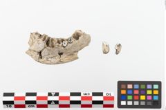 Foto von Unterkiefer (NHMW-PRAE-023858a)